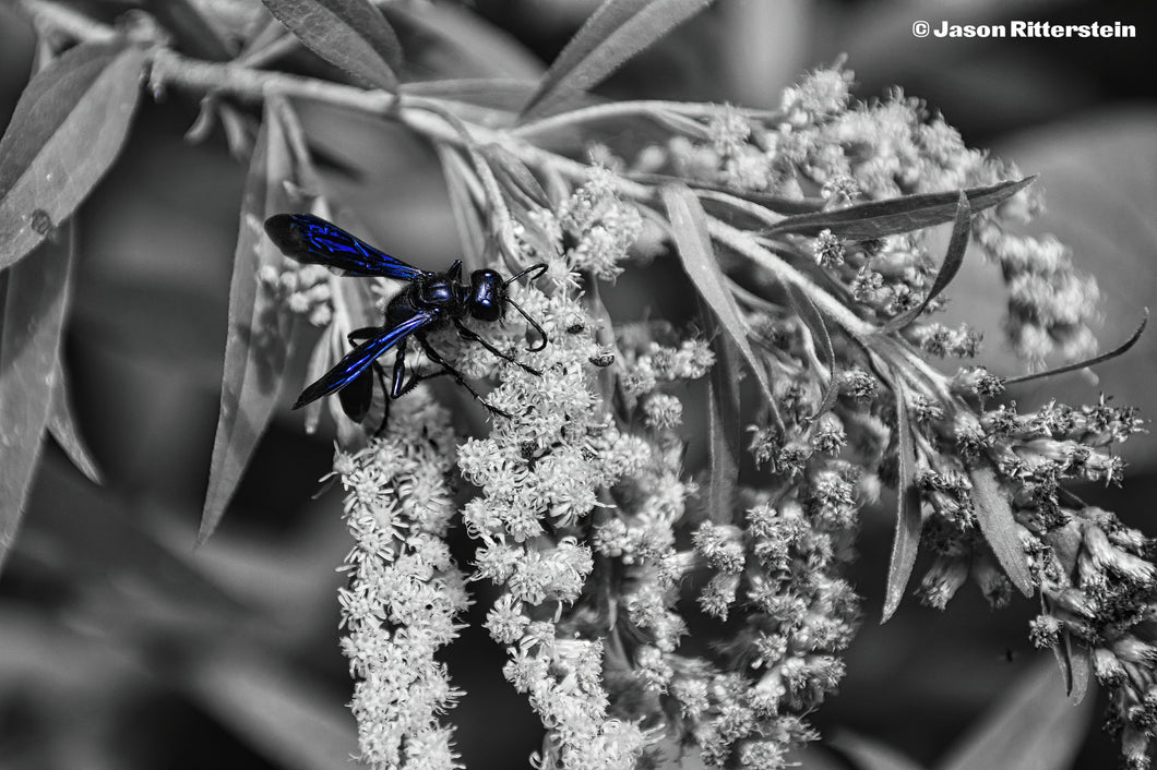 Blue Wasp