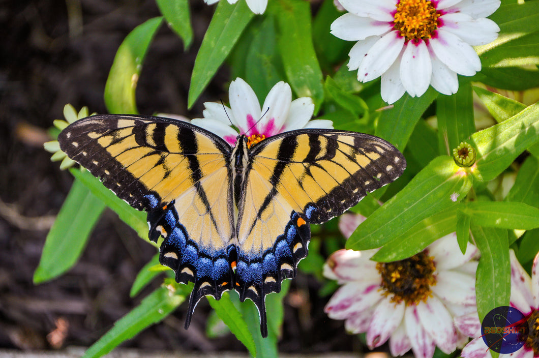 Swallowtail