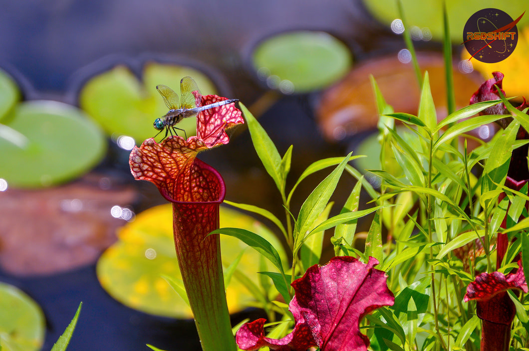 Pitcher Plant